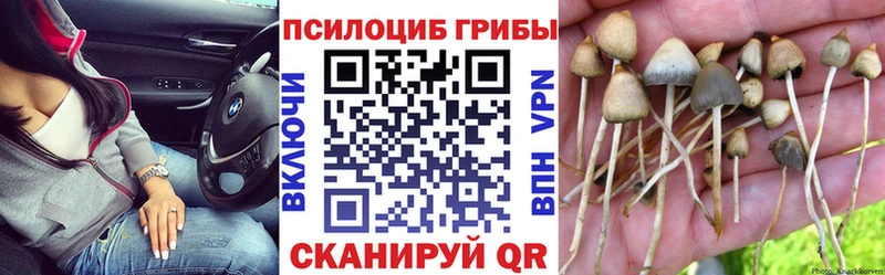 Псилоцибиновые грибы Psilocybine cubensis  Купить  Тольятти 